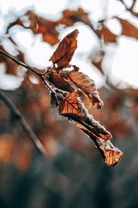 Close-up of dry leaves on plant.