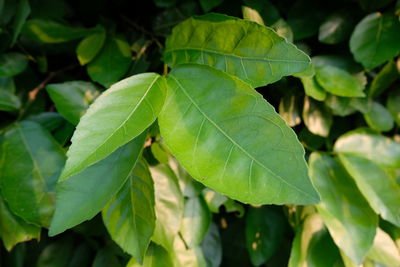 Close-up of green leaves