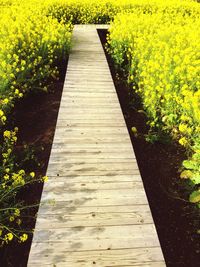 Boardwalk amidst yellow flowers on field
