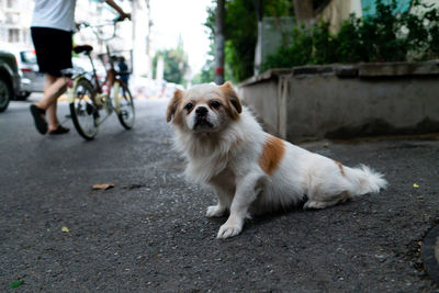 Dog sitting on road in city