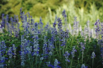 Close-up of purple flowering plants on field