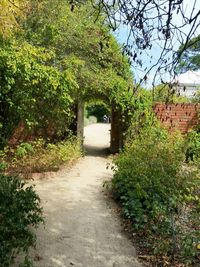 Narrow walkway along trees