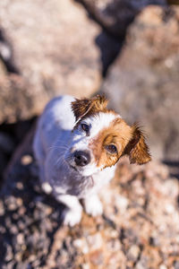 High angle view of dog on rock