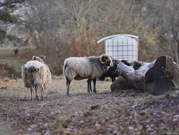Sheep in farm