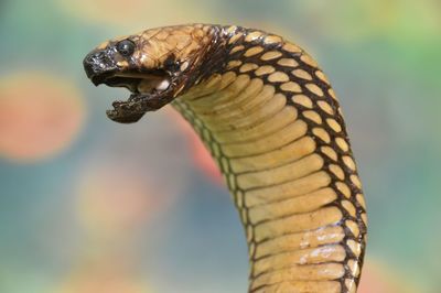 Close-up side view of a turtle