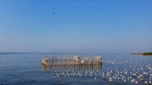 Seagulls flying over sea against sky