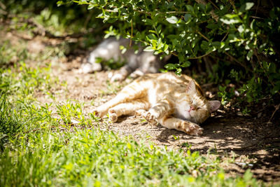 Cat lying in grass