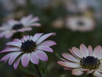 Close-up of purple flower