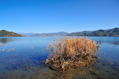 Scenic view of lake against clear blue sky
