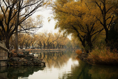 Trees by lake against sky during autumn