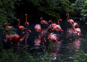 Flock of birds in lake