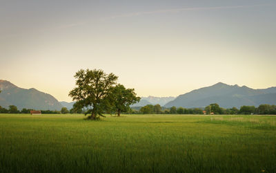 Scenic view of agricultural field against sky