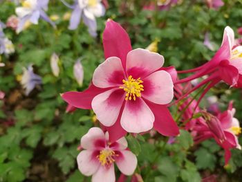 Close-up of pink flowering plant