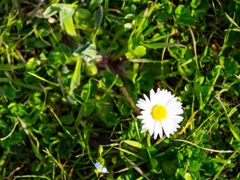 Close-up of white daisy and plants