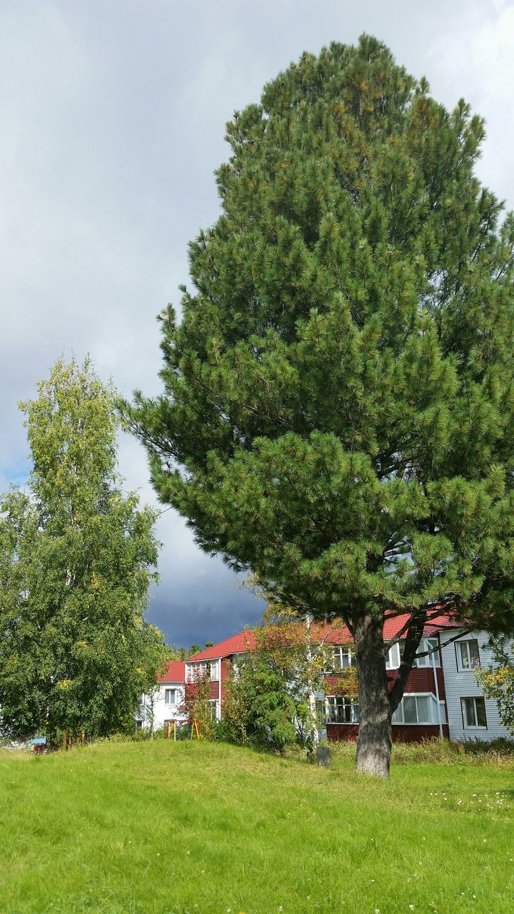 tree, grass, building exterior, architecture, built structure, green color, house, sky, growth, field, nature, grassy, residential structure, tranquility, tranquil scene, beauty in nature, landscape, day, green, outdoors