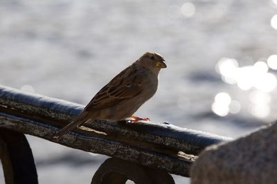 Close-up of owl perching outdoors