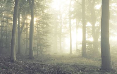 Sun shining through trees in forest