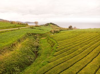 Scenic view of agricultural field against sky