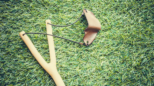 High angle view of bamboo on field