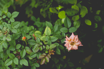 Close-up of flowering plants