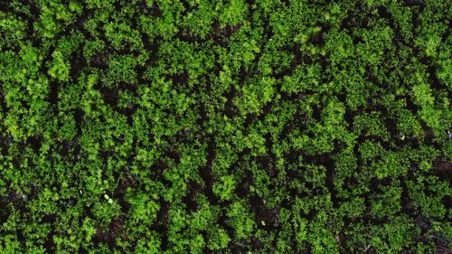 Top view sphagnum moss or peat moss on natural light.