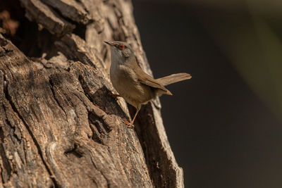 Close-up of bird perching on tree trunk