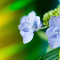 Close-up of purple flowers