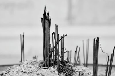 Close-up of wooden posts on beach