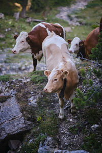 Cow on rock