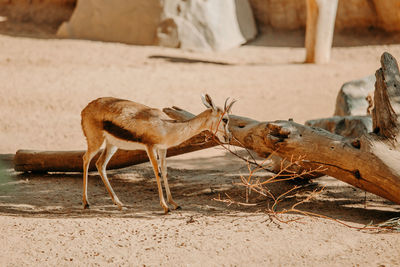 East african kudu. endangered safari wildlife