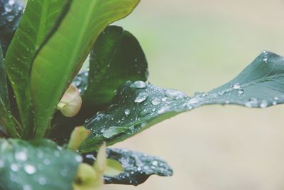 Close-up of raindrops on leaf