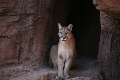 Close-up of cat on rock by tree trunk