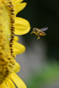 Close-up of bee pollinating on flower