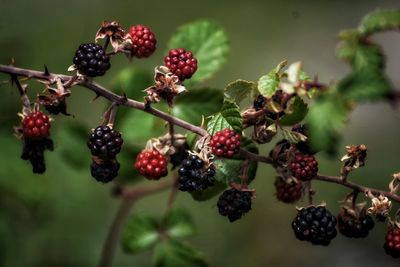 Close-up of berries growing on tree