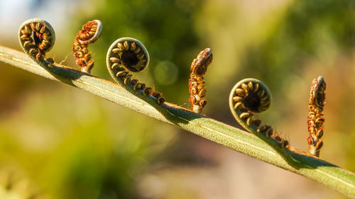 Close-up of plants growing outdoors