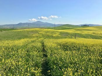 Scenic view of field against sky