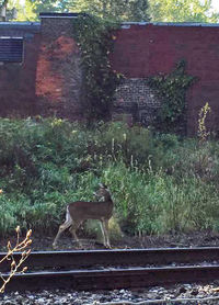 Plants growing against brick wall