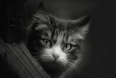 Close-up portrait of a cat