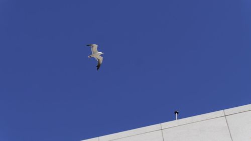 Low angle view of seagull flying over white building against blue sky 