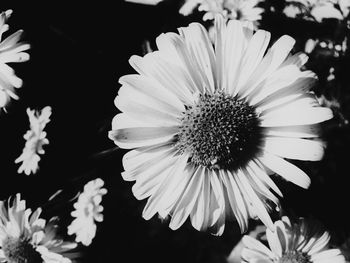 Macro shot of daisy flower blooming outdoors