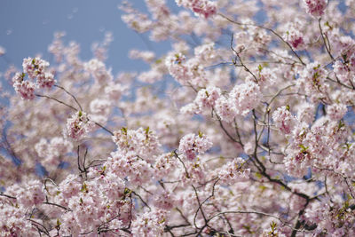 Low angle view of cherry blossom tree