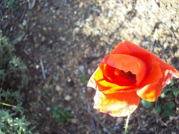 Close-up of orange poppy on field