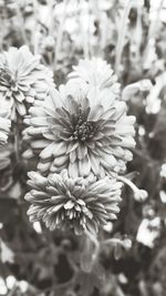 Close-up of flowers