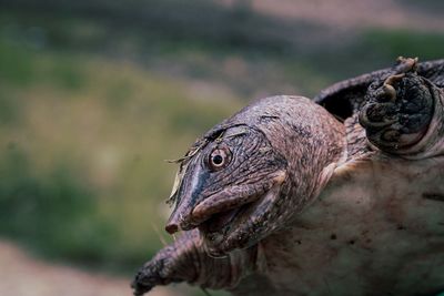 Close-up of lizard