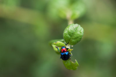 Close-up of ladybug on leaf