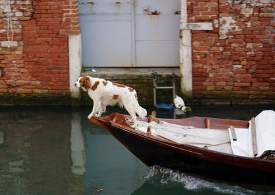 Dog on gondola in venice