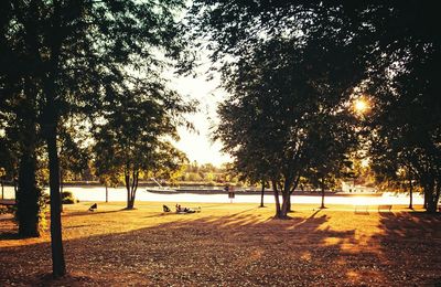 Trees in park