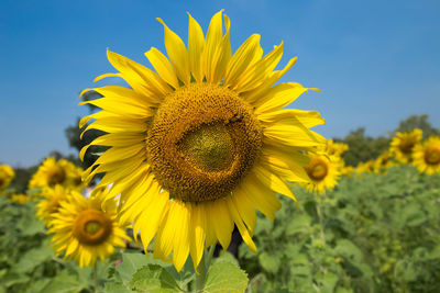 Close-up of yellow sunflower in field