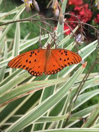 Butterfly perching on leaf