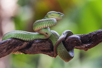 Close-up of lizard on tree